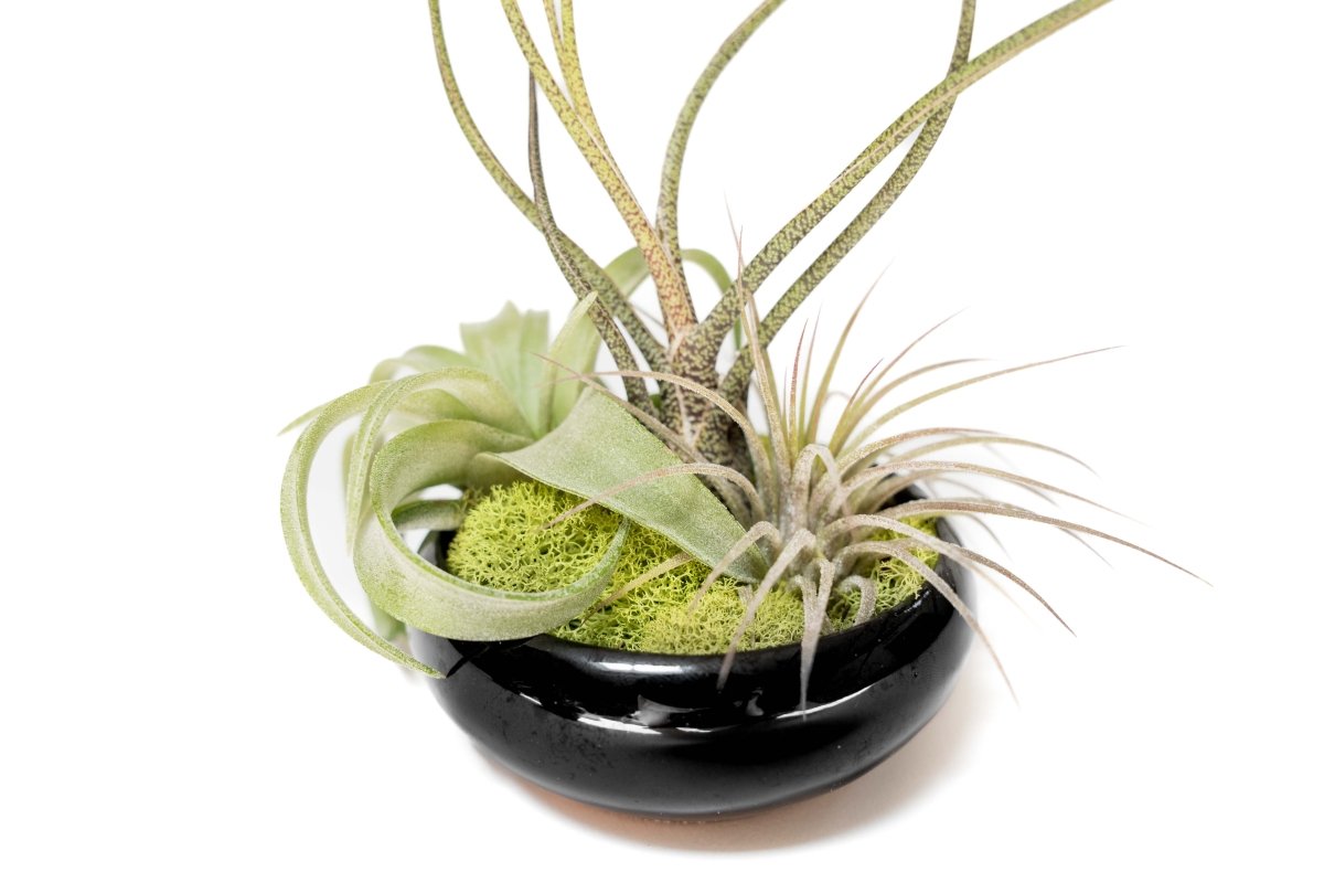 Air Plant Supply Co. Fully Assembled Tillandsia Air Plant Dish Garden in Black Glazed Container