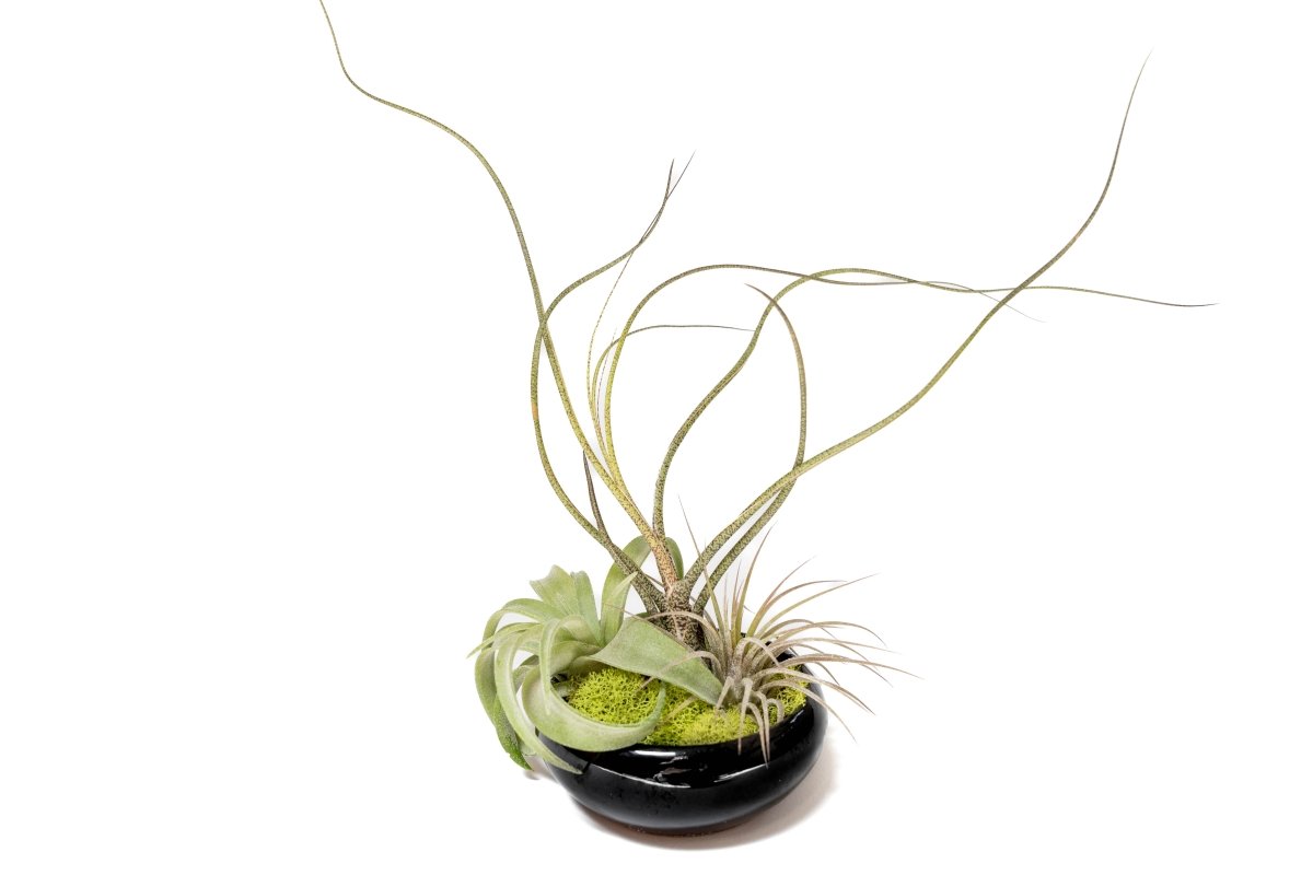 Air Plant Supply Co. Fully Assembled Tillandsia Air Plant Dish Garden in Black Glazed Container