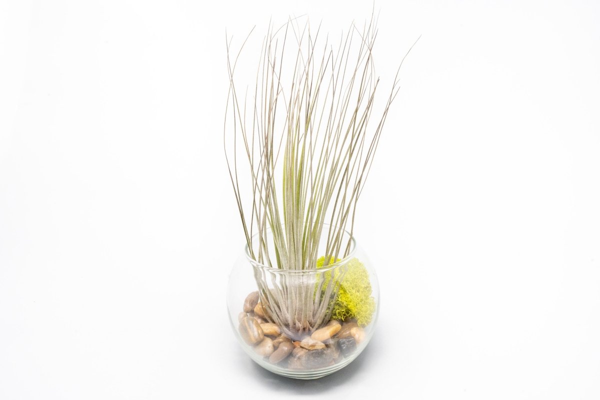 Air Plant Supply Co. Glass Bubble Terrarium Trio Set with 3 Tillandsia Air Plants