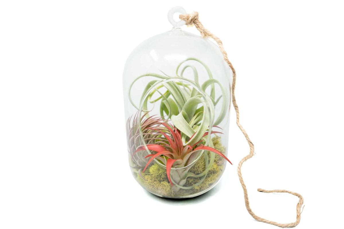 Air Plant Supply Co. Glass Capsule Terrarium 4x8" - Hanging Air Plant Kit with Moss