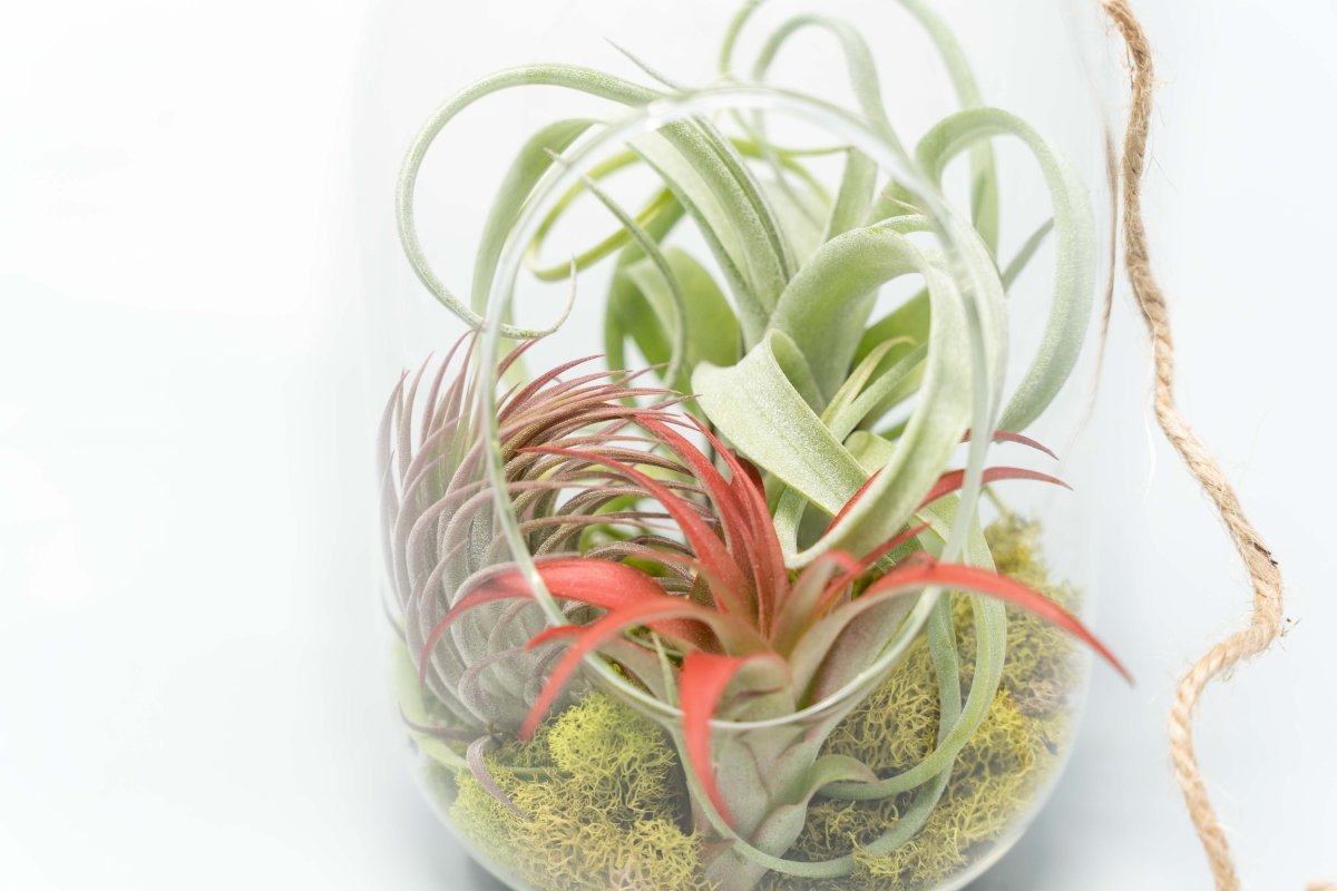Air Plant Supply Co. Glass Capsule Terrarium 4x8" - Hanging Air Plant Kit with Moss