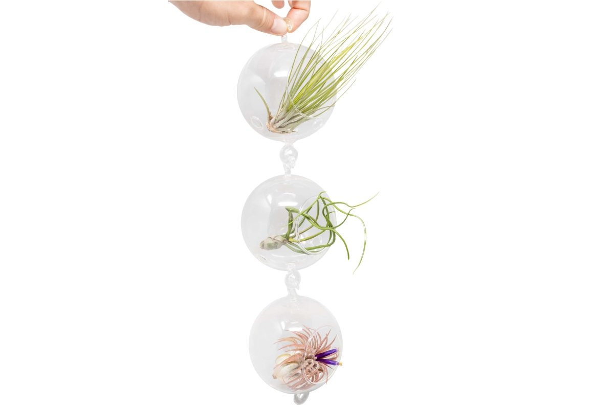 air plants glass orbs Terrarium Trio with Double Hooks and Tillandsia Juncea, Bulbosa, & Ionantha Air Plants