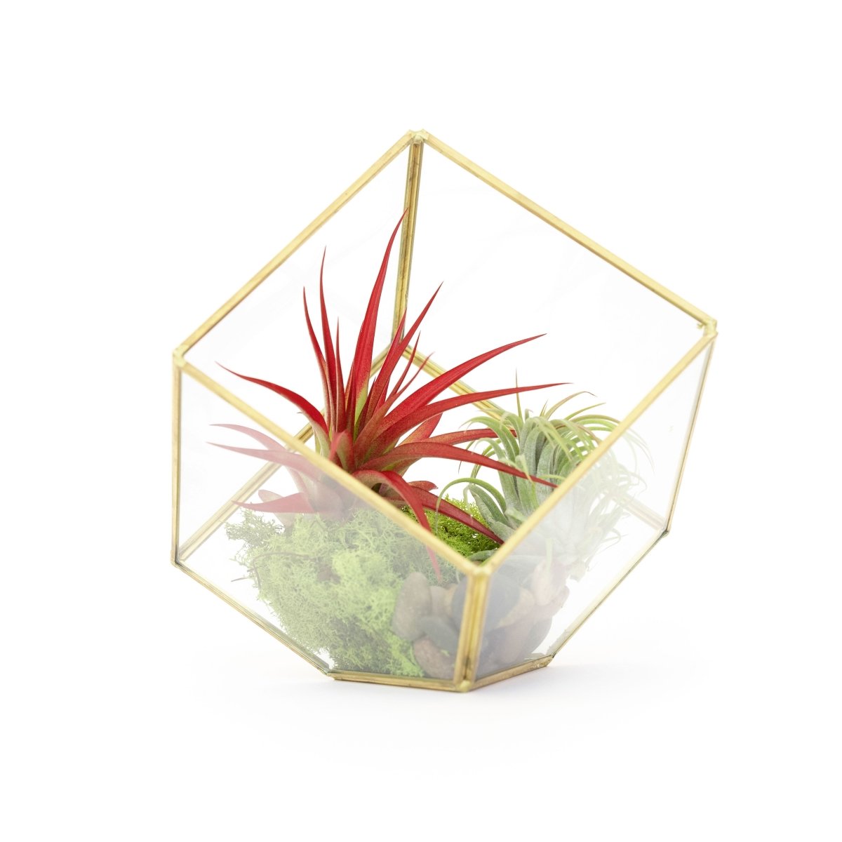 Air Plant Supply Co. Gold Geometric Glass Terrarium with Air Plants - 7.5" Heptahedron