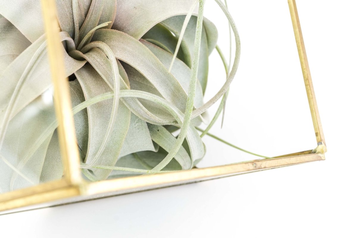 Air Plant Supply Co. Gold Geometric Glass Terrarium with Xerographica Air Plant - 7.5"H