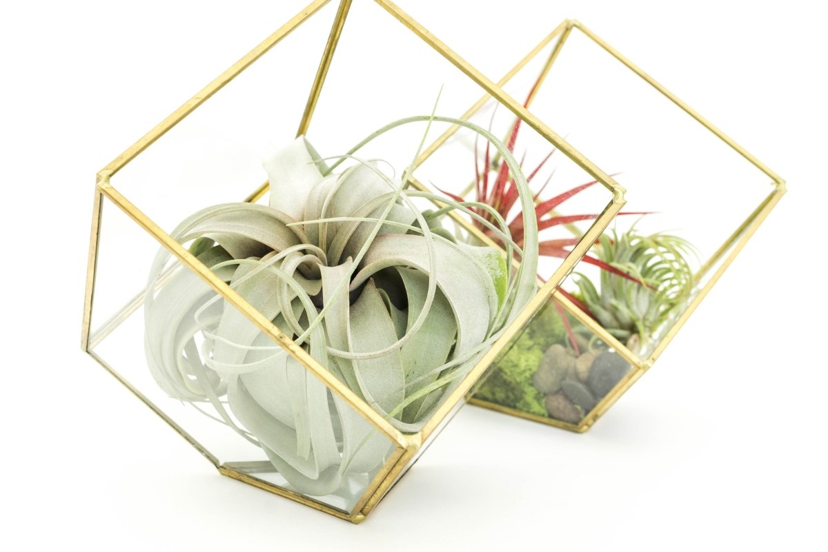 Air Plant Supply Co. Gold Geometric Glass Terrariums Set of 2 with Air Plants - 6.5"x7.5"