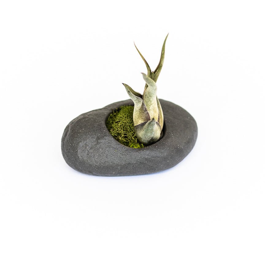 Air Plant Supply Co. Gray Ceramic Stone Air Plant Holder with Tillandsia - 5.5"