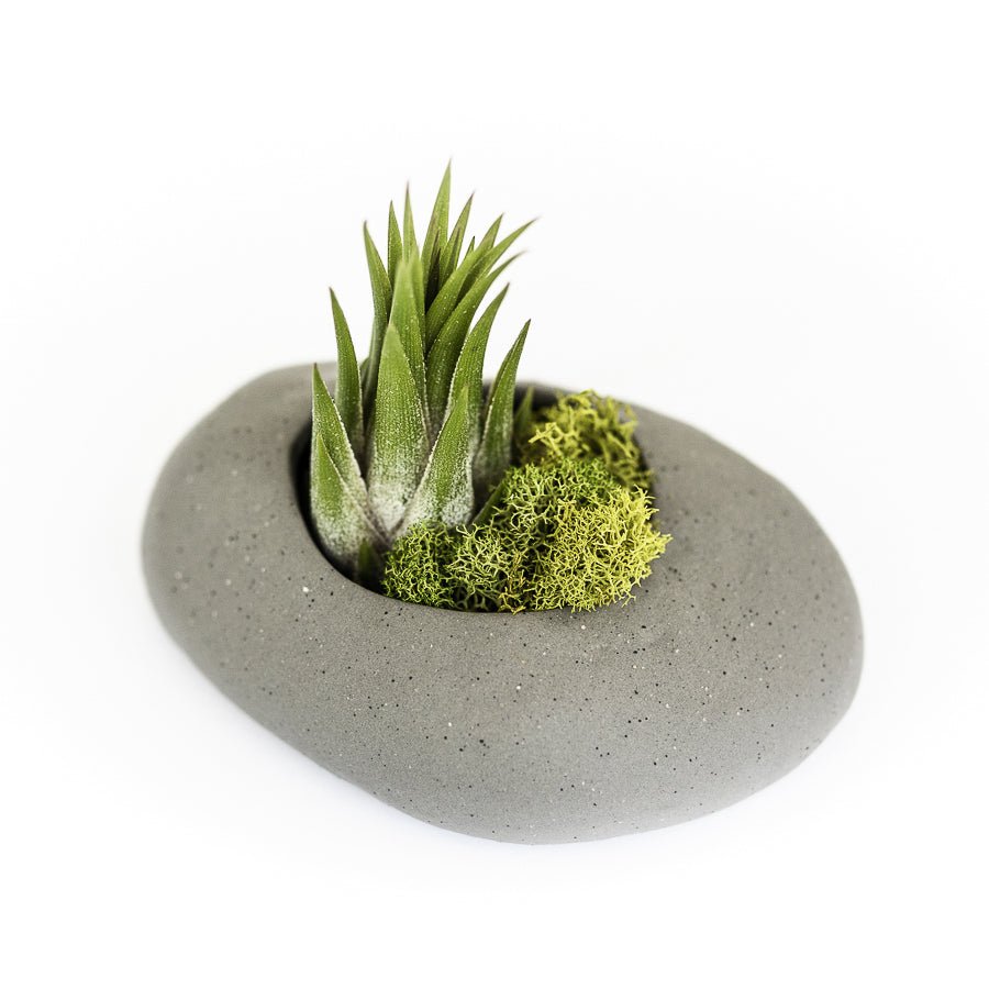 Air Plant Supply Co. Gray Ceramic Stone Air Plant Holder with Tillandsia - 5.5"