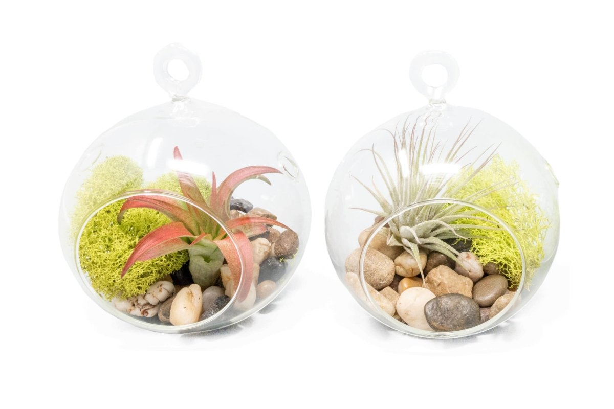 terrarium live air plants Set of 2 Stunning Hanging Glass Terrariums with Flat Bottoms