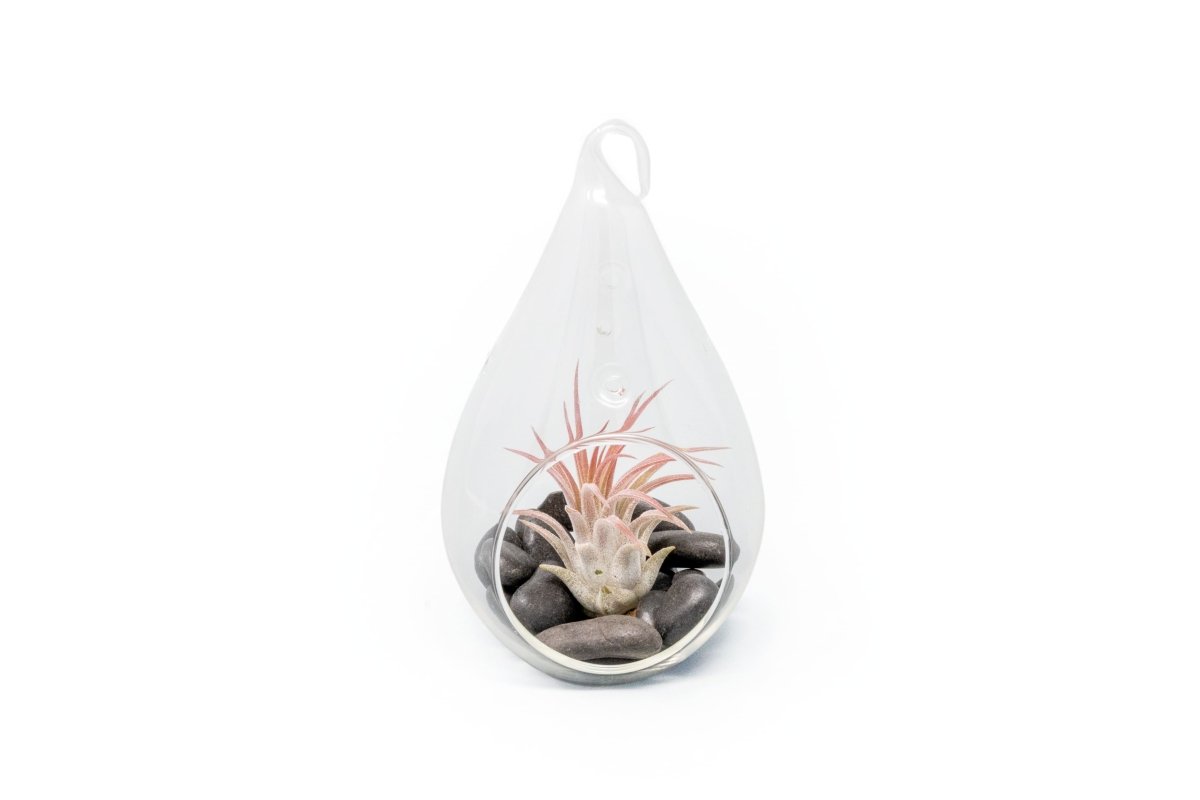 Air Plant Supply Co. Hand - Blown Glass Teardrop Terrarium - Ionantha Fuego Air Plant 3x5"