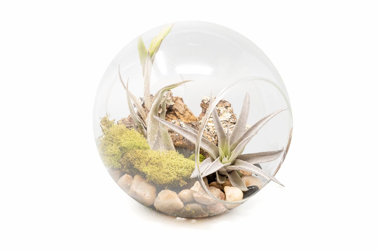Air Plant Supply Co. Hand - Blown Glass Terrarium with Air Plants - 5.5" Tillandsia Set