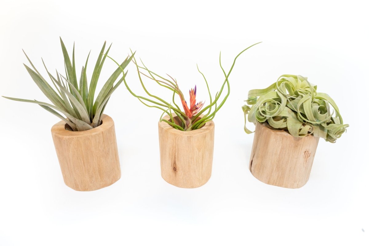 Air Plant Supply Co. Hand - Carved Driftwood Air Plant & Succulent Container