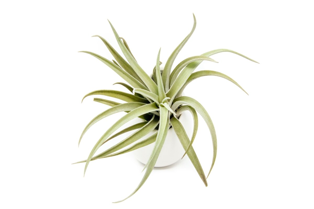 Air Plant Supply Co. Ivory Ceramic Air Plant Vase Gift Set - Tillandsia with Gift Wrap