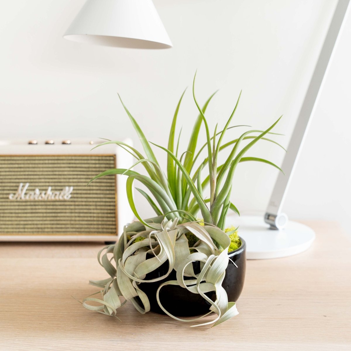 air plants in bowl Large Fully Assembled Air Plant Bowl Garden