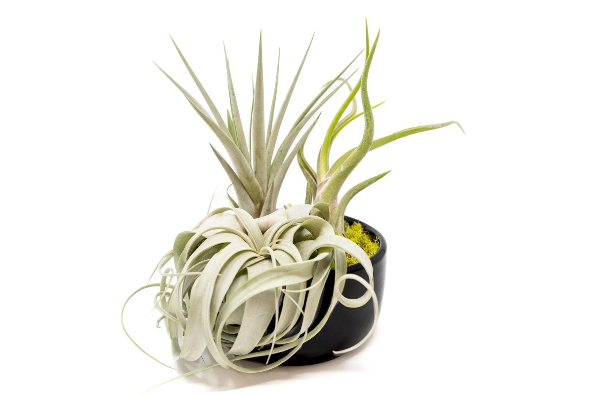 Air Plant Supply Co. Large Fully Assembled Air Plant Bowl Garden