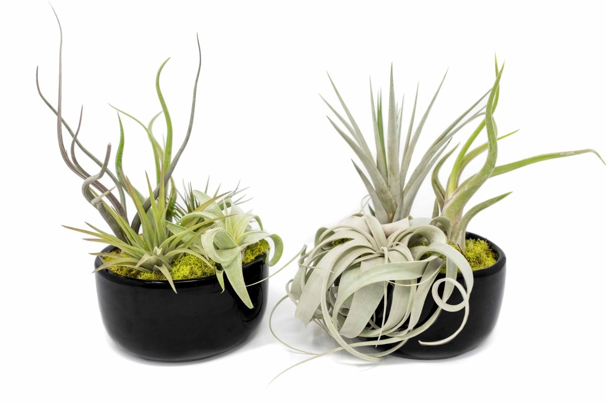 air plant supply co Large Fully Assembled Air Plant Bowl Garden
