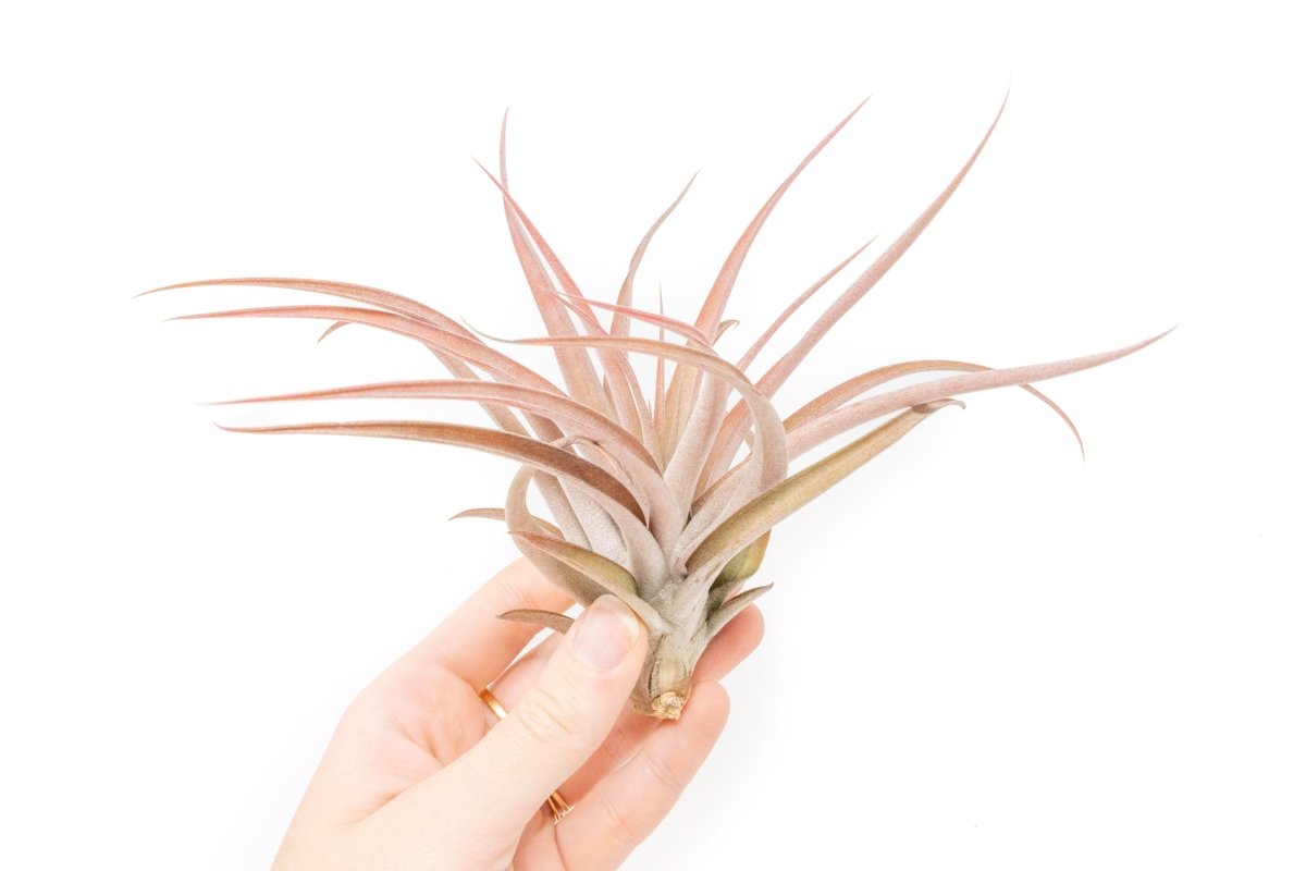 Air Plant Supply Co. Large Tillandsia Capitata Peach Air Plant - 4 - 6" Silvery Green