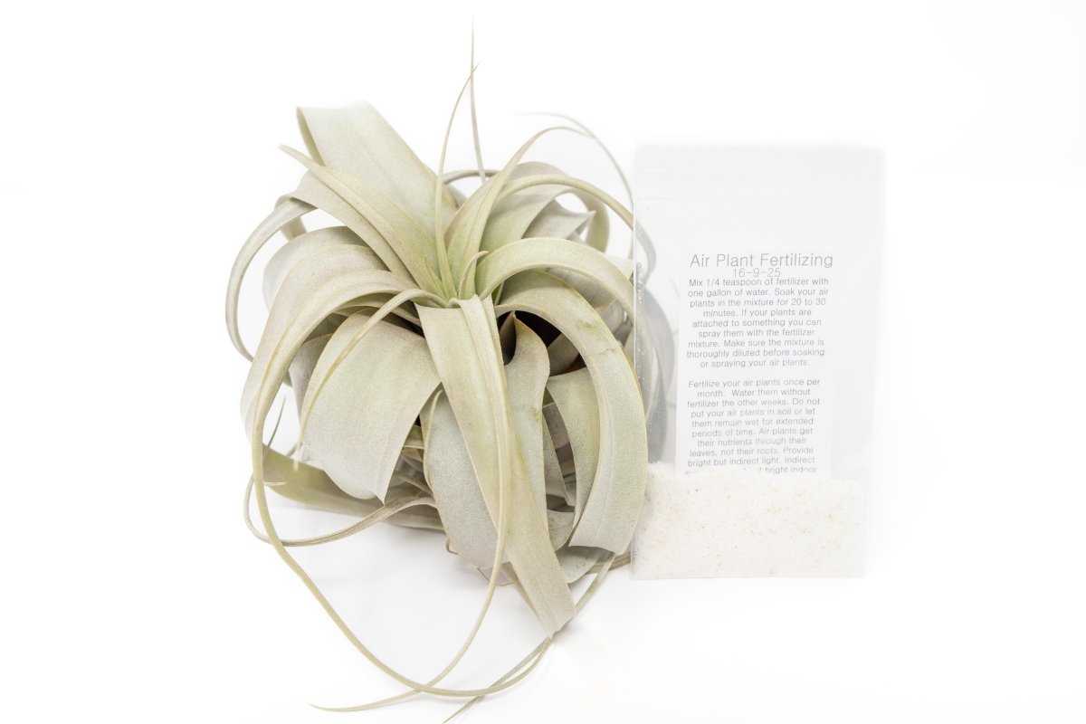 Air Plant Supply Co. Large Tillandsia Xerographica Air Plant 6 - 8" + Fertilizer Pack