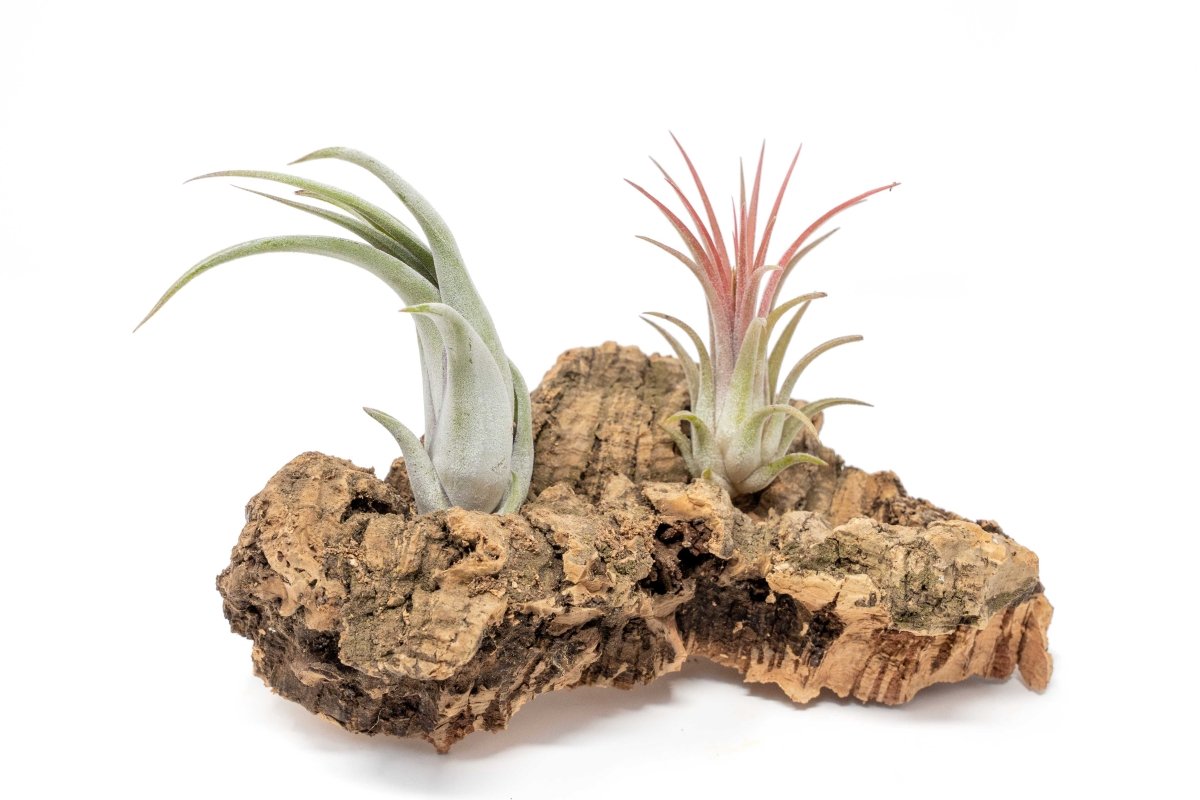 Air Plant Supply Co. Natural Cork Bark Air Plant Display - 2 Tillandsia 4x6 Inch
