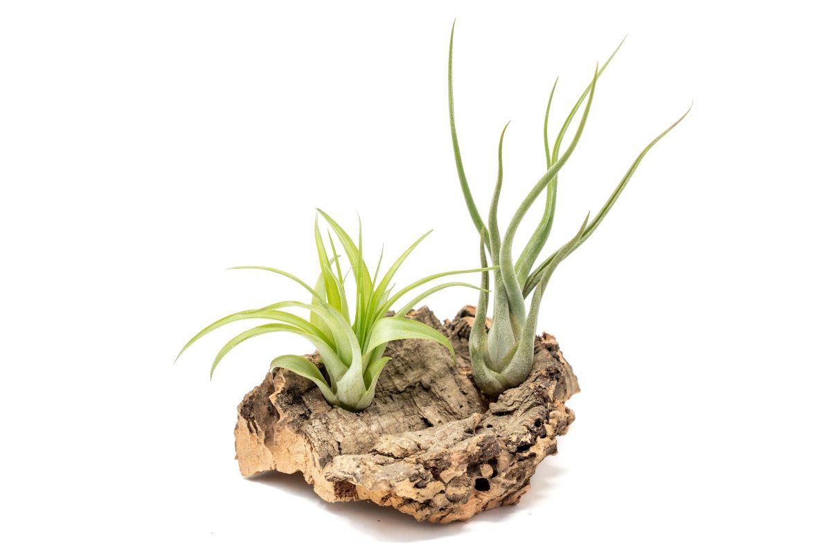 Air Plant Supply Co. Natural Cork Bark Air Plant Display - 2 Tillandsia 4x6 Inch