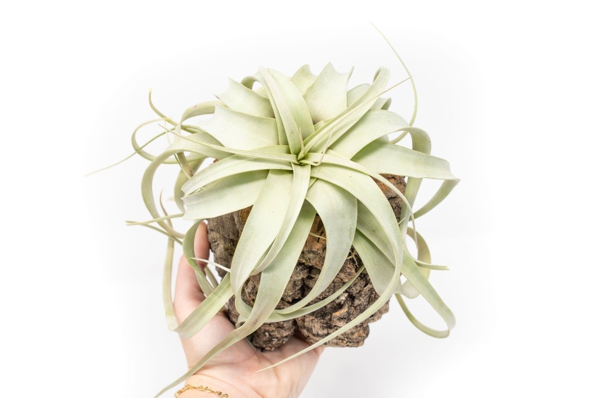 Air Plant Supply Co. Natural Cork Bark Air Plant Holder with Xerographica - 4" Tall