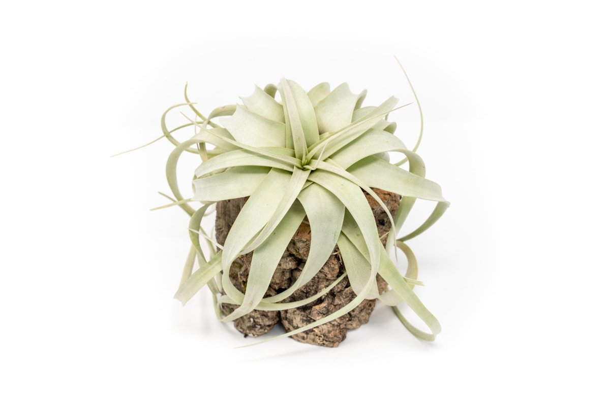 Air Plant Supply Co. Natural Cork Bark Air Plant Holder with Xerographica - 4" Tall