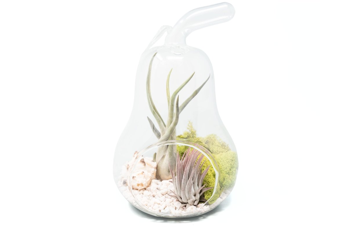 Air Plant Supply Co. Pear Shaped Glass Terrarium Kit - 5.5" with Live Tillandsia Air Plants