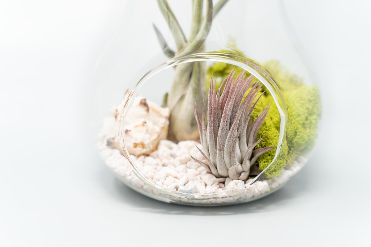 Air Plant Supply Co. Pear Shaped Glass Terrarium Kit - 5.5" with Live Tillandsia Air Plants