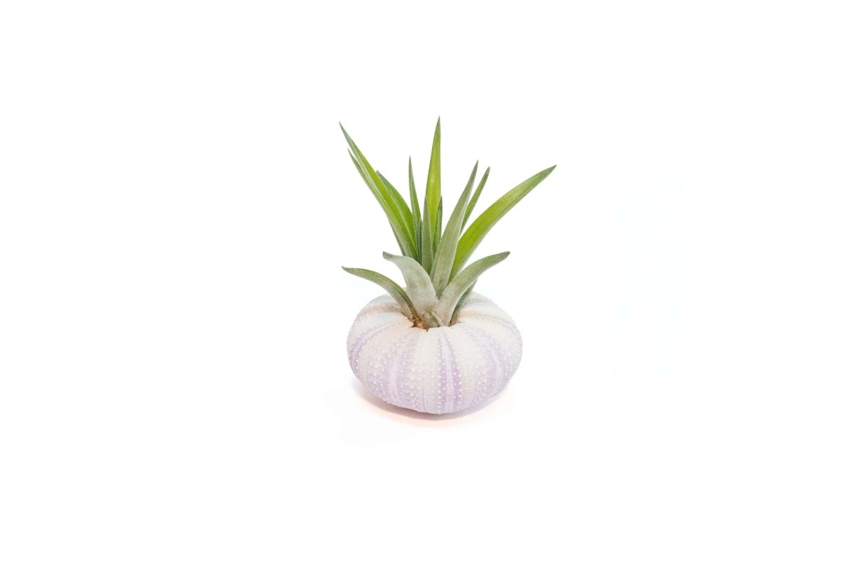 Air Plant Supply Co. Purple Sea Urchin Shell with Tillandsia Ionantha Air Plant - 2"