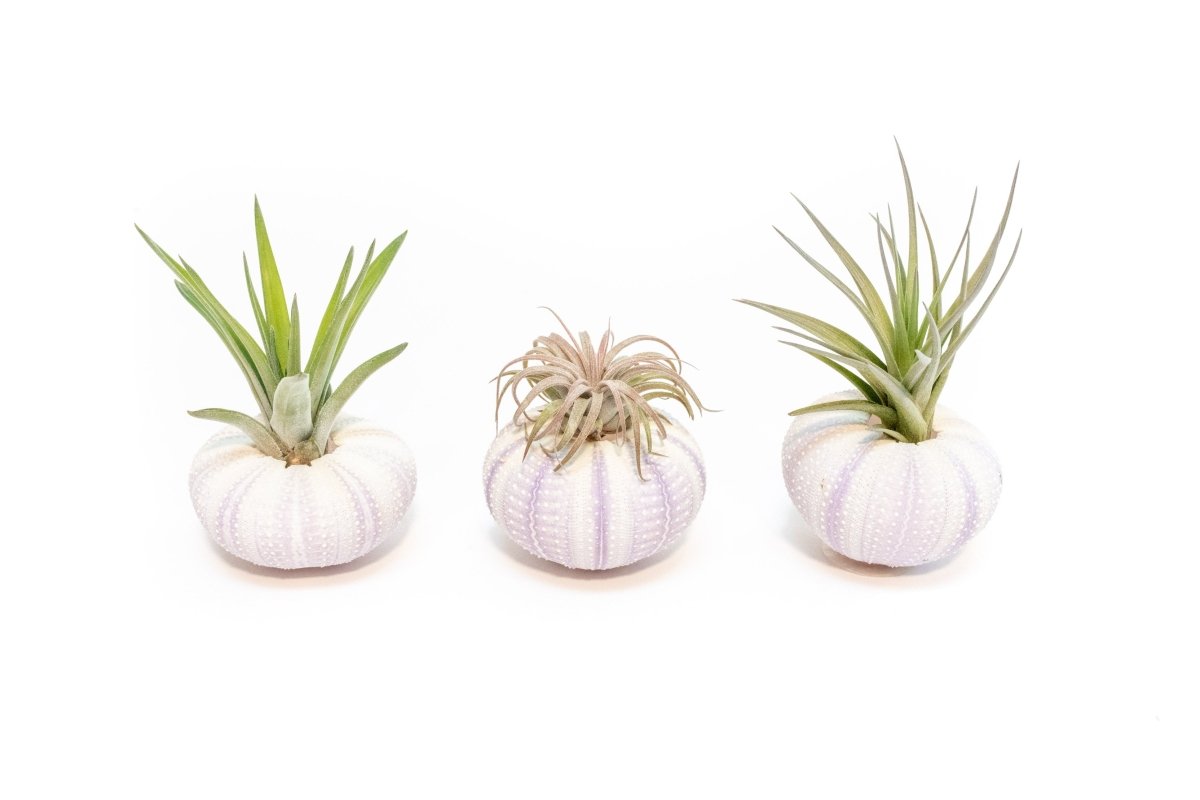 Air Plant Supply Co. Purple Sea Urchin Shell with Tillandsia Ionantha Air Plant - 2"