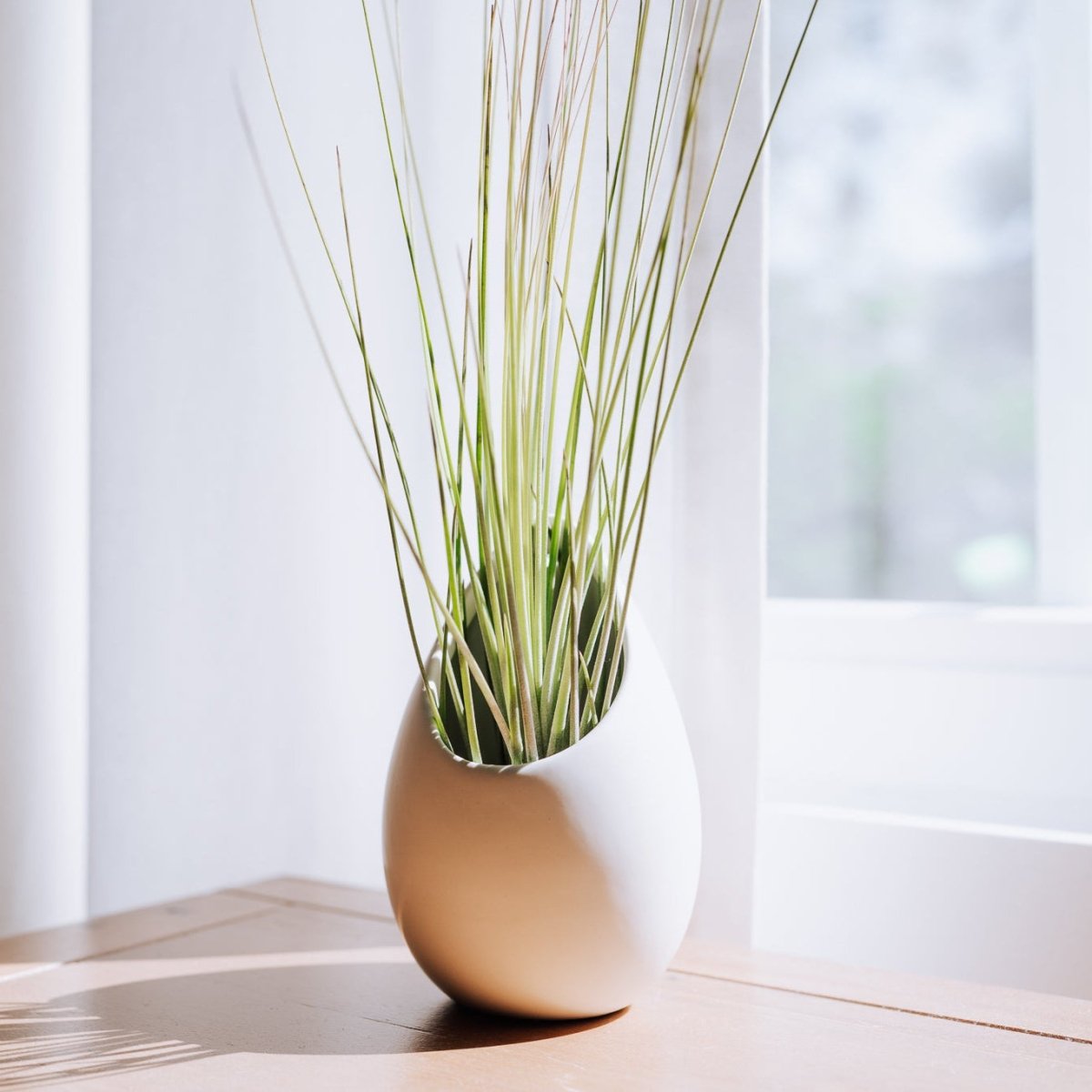 Air Plant Supply Co. Small Ivory Ceramic Hanging Planter - Teardrop Shape with Flat Base