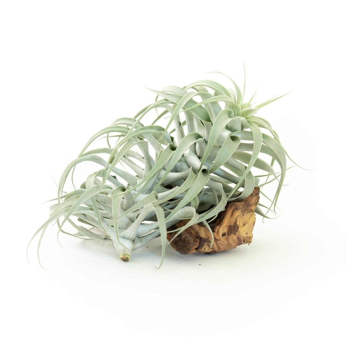 Air Plant Supply Co. Tillandsia Cacticola Silver Air Plant - Long Form Caulescent