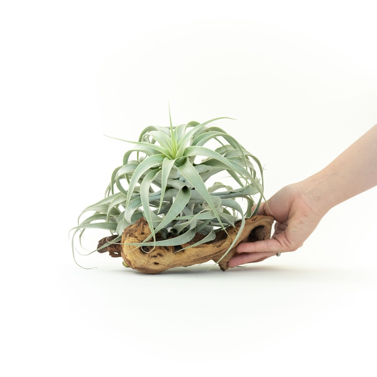 Air Plant Supply Co. Tillandsia Cacticola Silver Air Plant - Long Form Caulescent