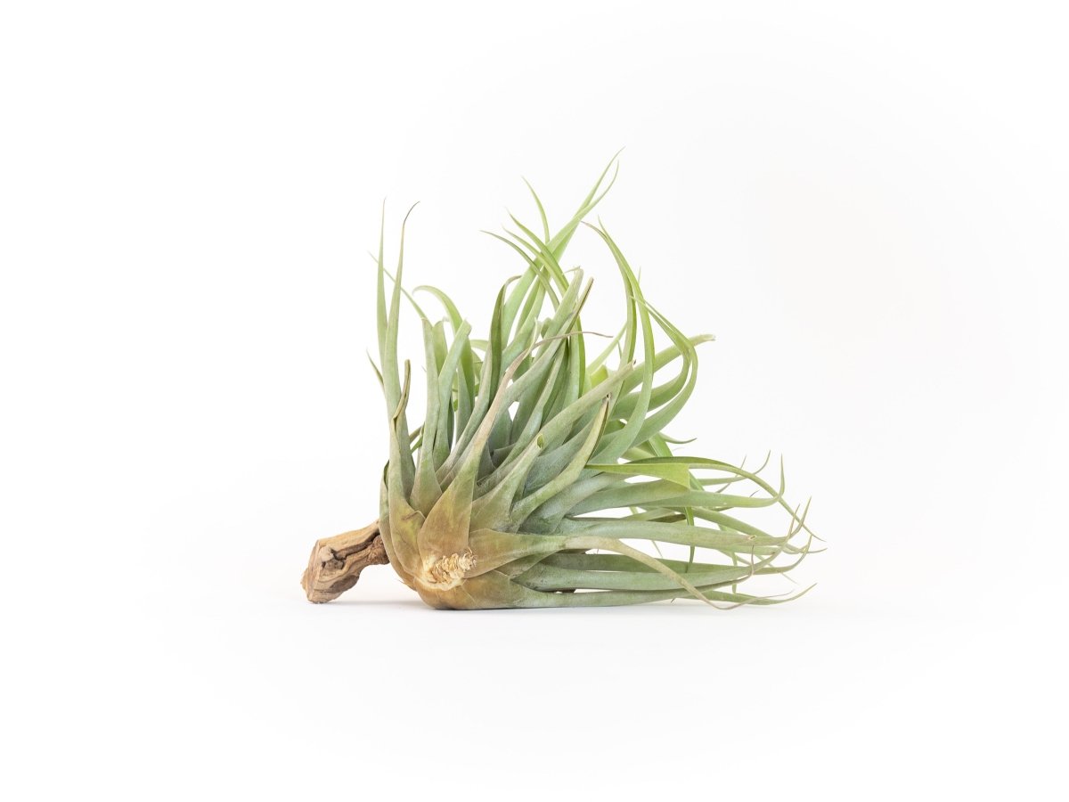 Air Plant Supply Co. Tillandsia Capitata Salmon Air Plant - Large Vibrant Pink - Orange