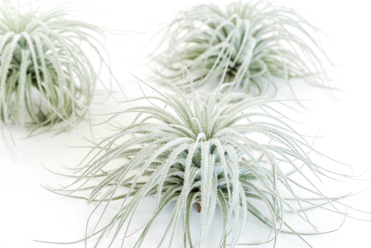 Air Plant Supply Co. Tillandsia Tectorum Ecuador Air Plant - Fuzzy White Trichomes