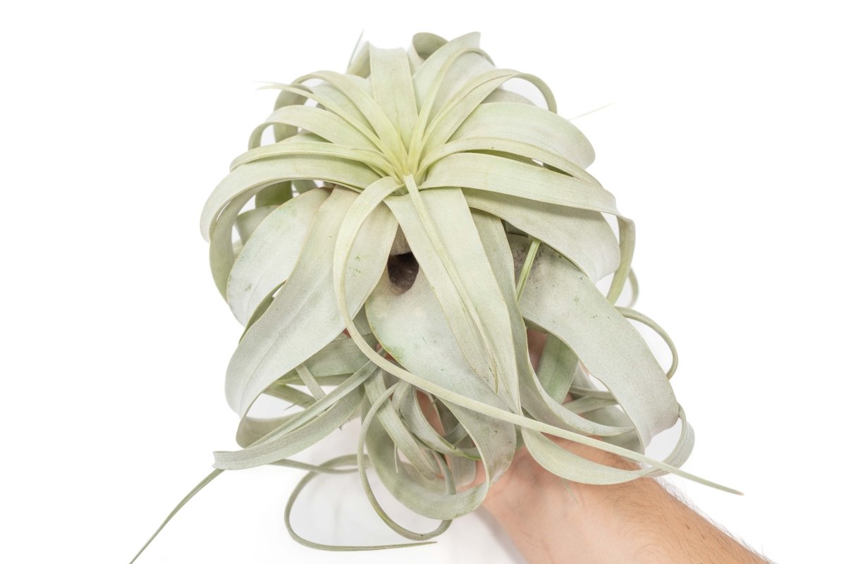 Air Plant Supply Co. Tillandsia Xerographica Air Plant - Large 6 - 8 Inches Wide