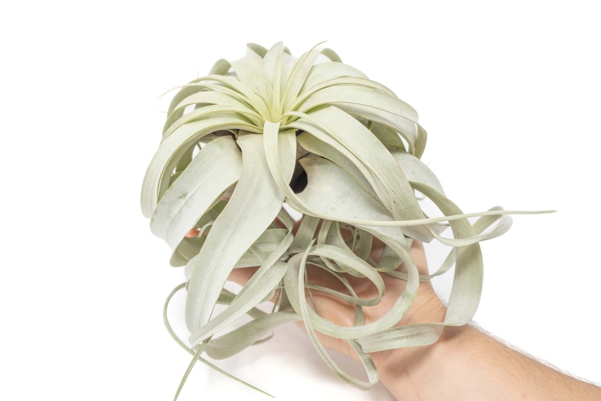 Air Plant Supply Co. Tillandsia Xerographica Air Plant Large 6 - 8" - Silvery Green