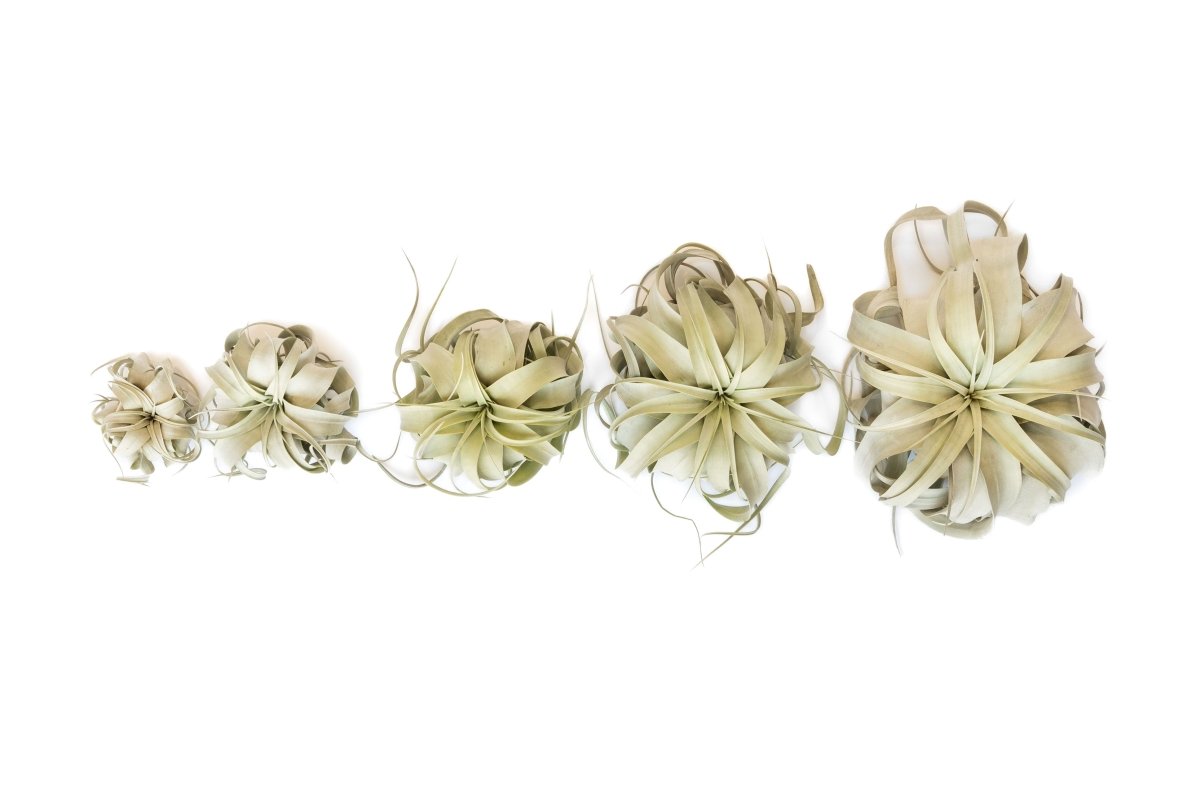 Air Plant Supply Co. Tillandsia Xerographica Air Plant Large 6 - 8" - Silvery Green