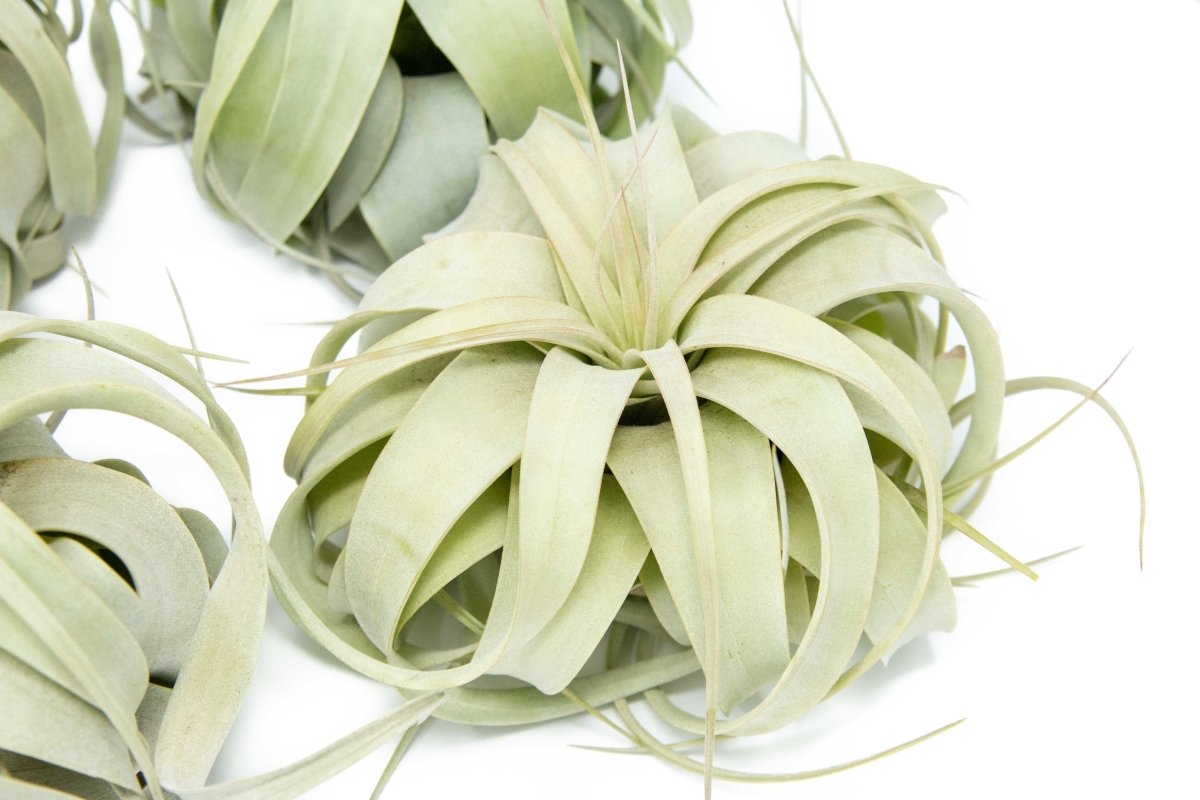 Air Plant Supply Co. Tillandsia Xerographica Air Plant - Silvery Green, Medium 5 - 6"