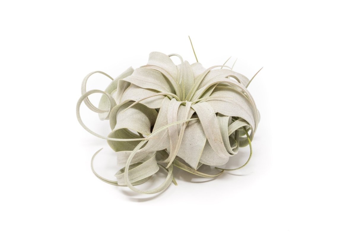 Air Plant Supply Co. Tillandsia Xerographica Air Plant - Small 4 - 5" Queen Variety