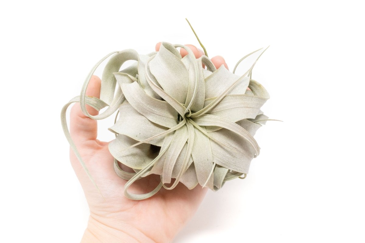 xerographica air plant holder Small Tillandsia Xerographica / 4 -5 Inches Wide