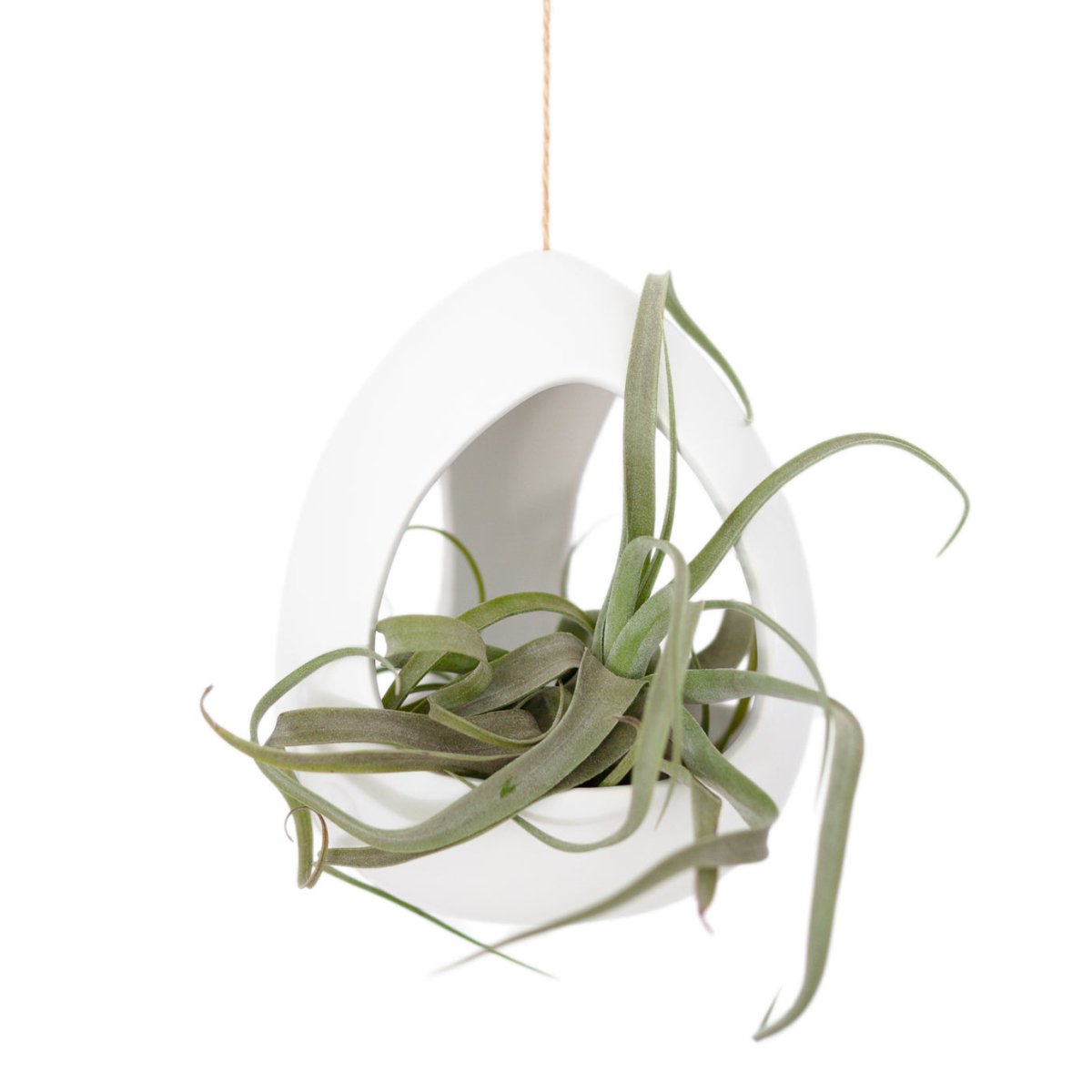 Air Plant Supply Co. White Ceramic Hanging Air Plant Pod with 2 Tillandsia - 6.5"
