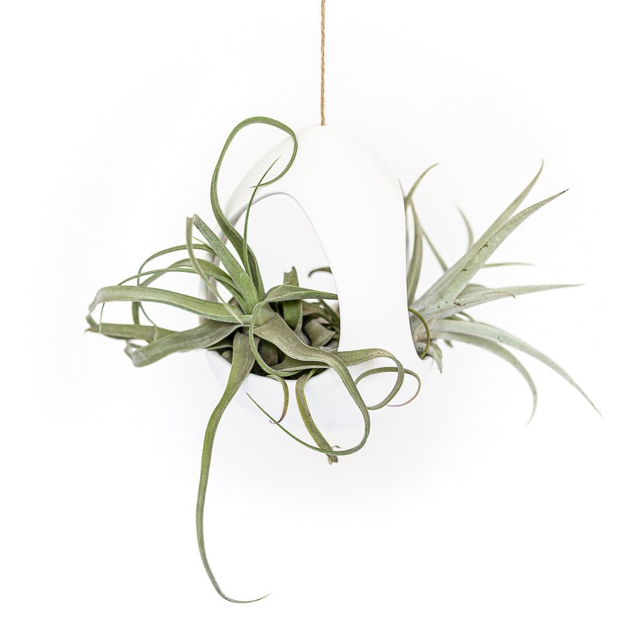 Air Plant Supply Co. White Ceramic Hanging Air Plant Pod with 2 Tillandsia - 6.5"