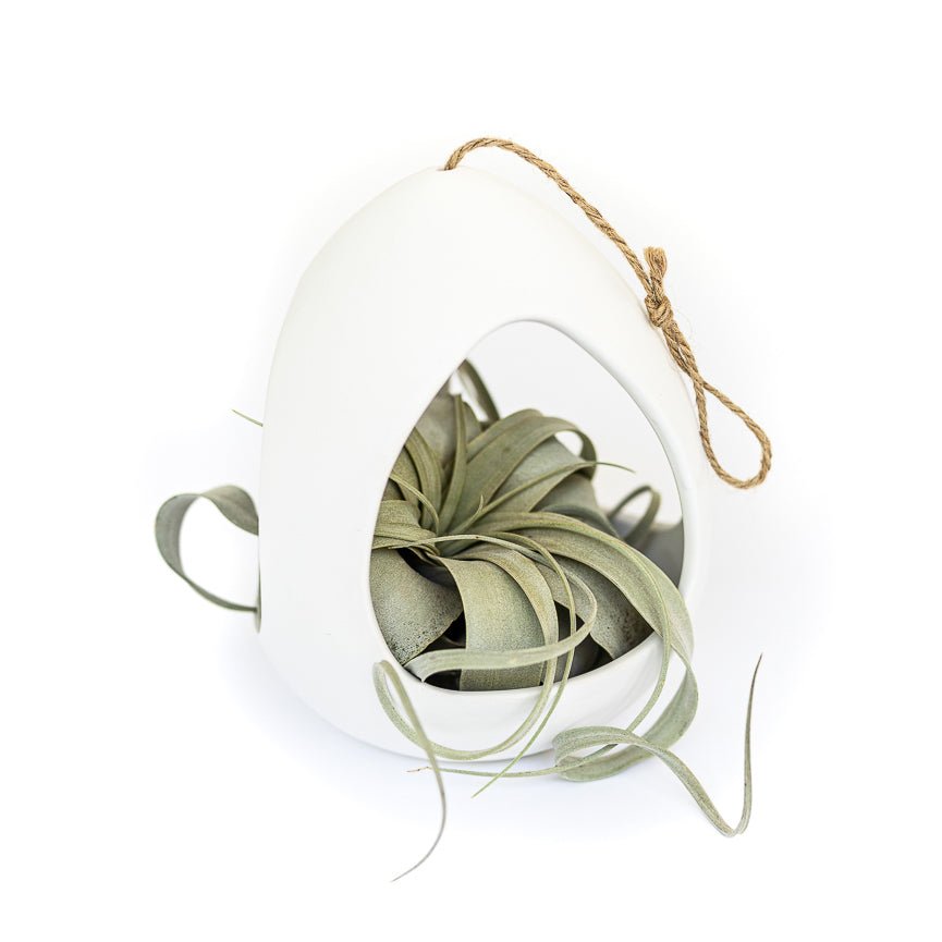 white ceramic hanging planter Large White Ceramic Hanging Pod with Xerographica