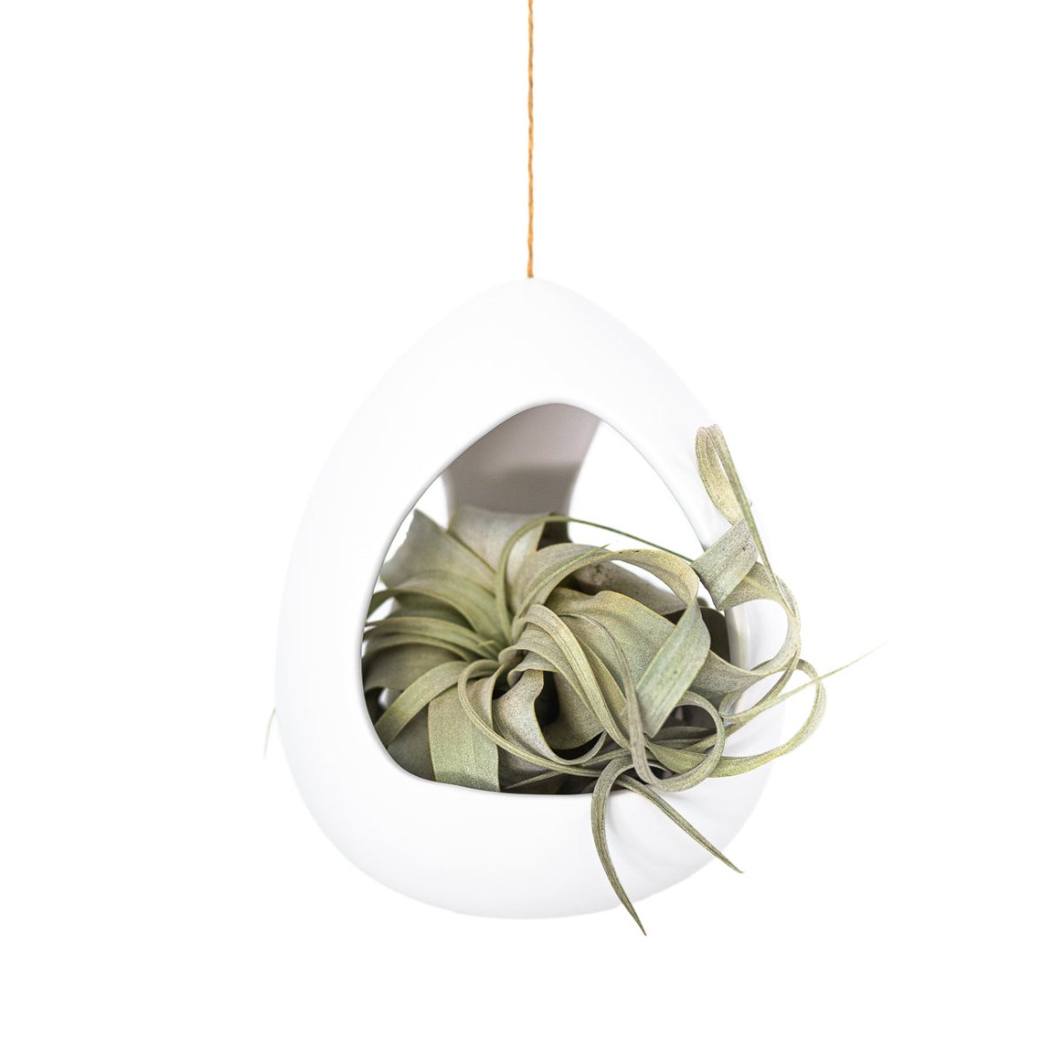 Air Plant Supply Co. White Ceramic Hanging Pod with Xerographica Air Plant - 6.5" Modern