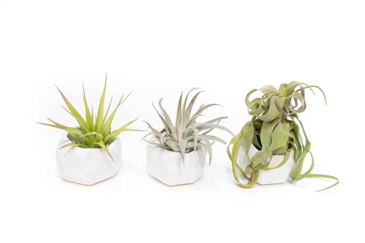 Air Plant Supply Co. White Geometric Ceramic Air Plant Holders Set of 3 with Tillandsia