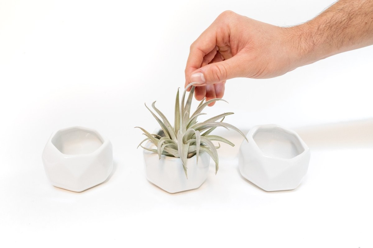 Air Plant Supply Co. White Geometric Ceramic Air Plant Holders Set of 3 with Tillandsia