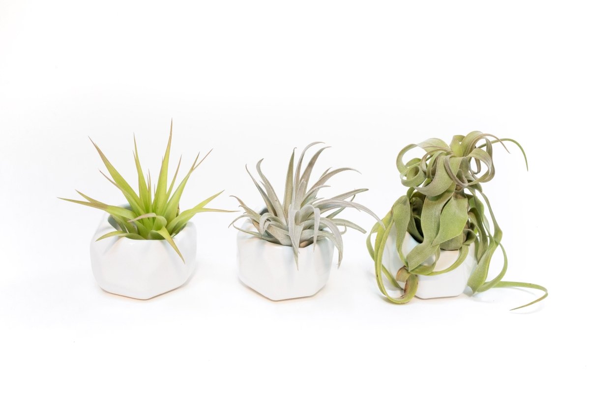 ceramic air plant hangers Trio of White Geometric Ceramic Containers with Assorted Tillandsia Air Plants
