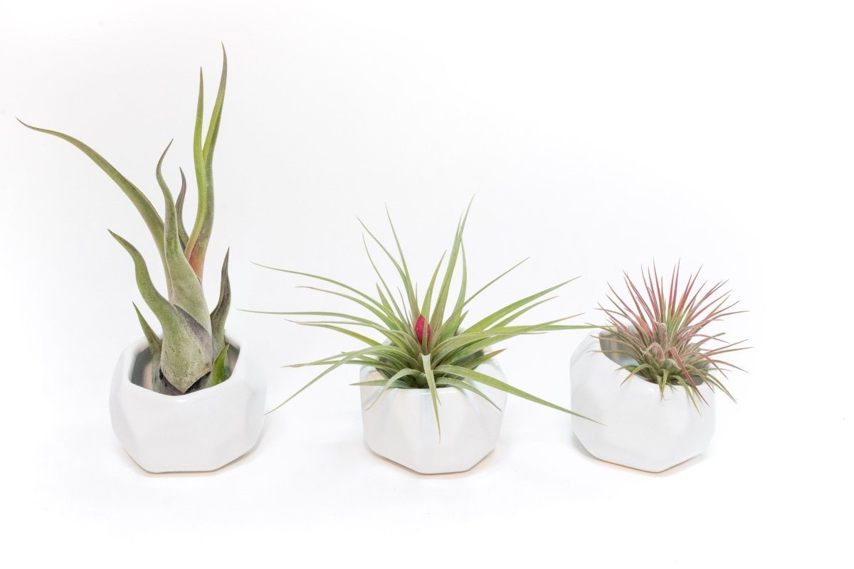 Air Plant Supply Co. White Geometric Ceramic Air Plant Holders Set of 3 with Tillandsia