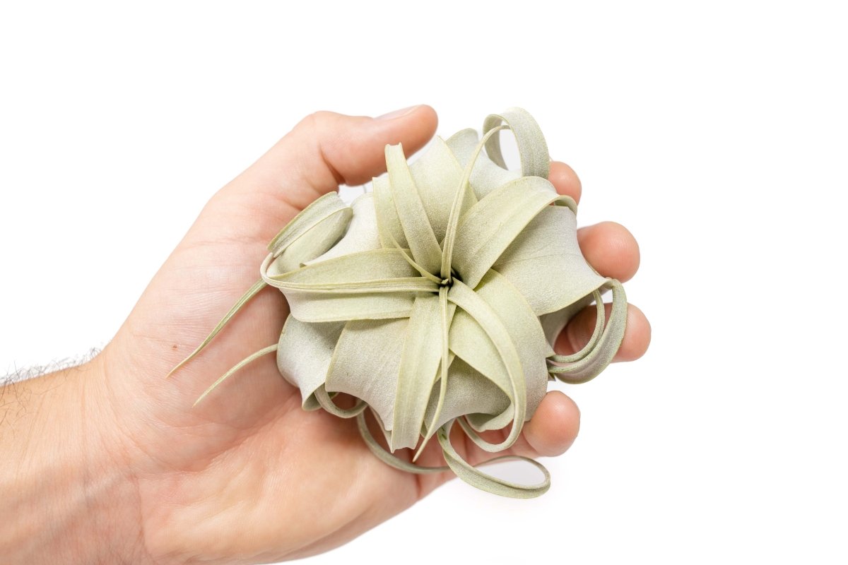 Air Plant Supply Co. Xerographica Air Plant Seedling 2 - 4" | Seed - Grown Tillandsia