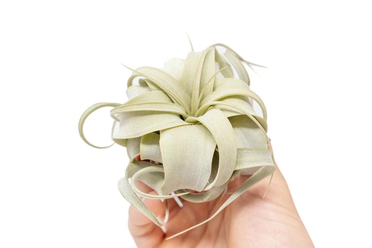 Air Plant Supply Co. Xerographica Air Plant Seedling 2 - 4" | Seed - Grown Tillandsia